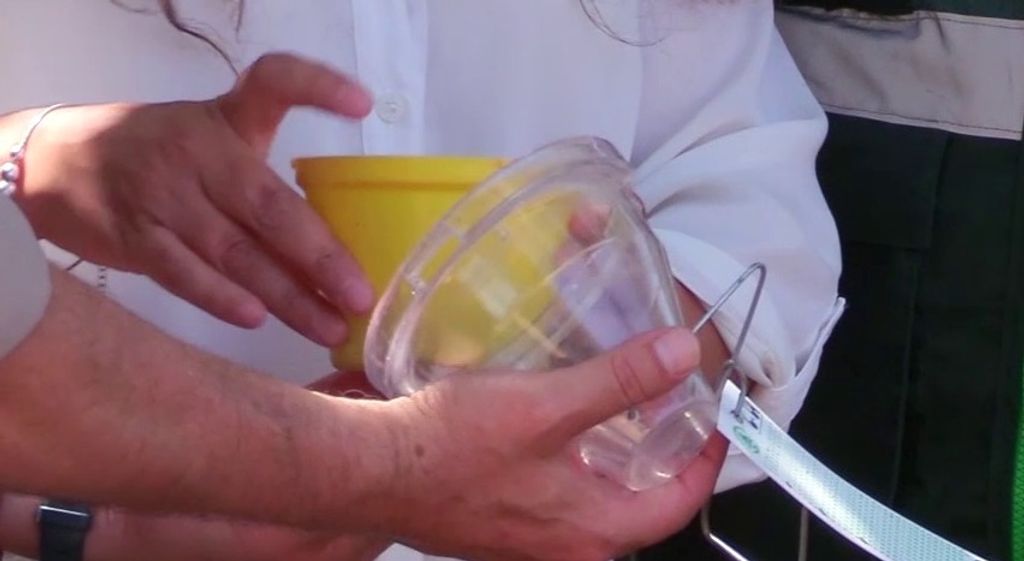 MOSCA FRUTA