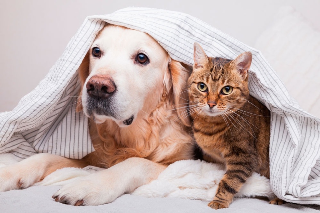 perro y gato