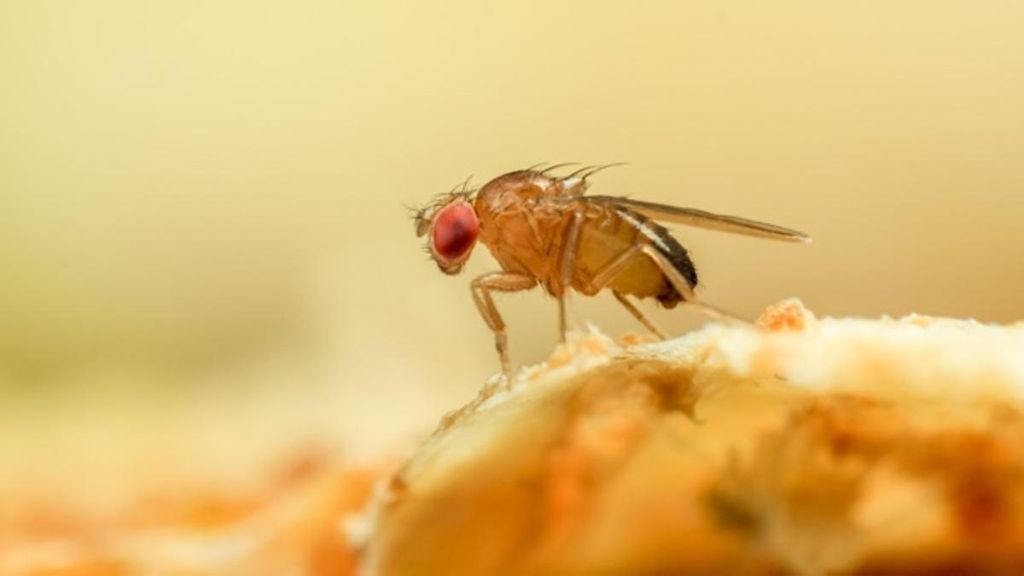 MOSCA DE LA FRUTA MOSCA DE LA FRUTA