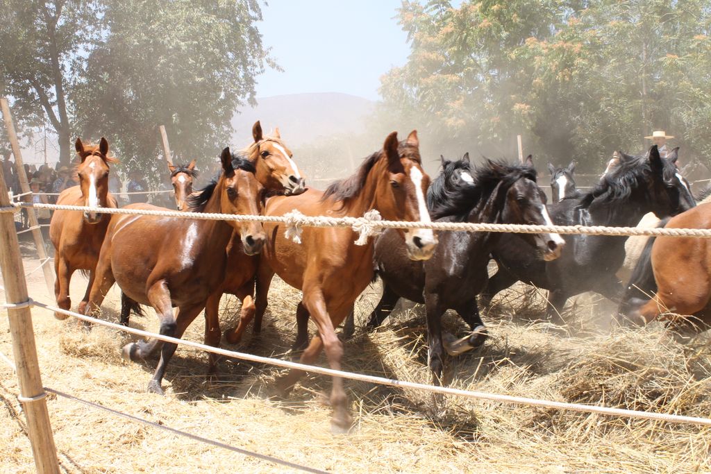 trilla calle larga trilla calle larga