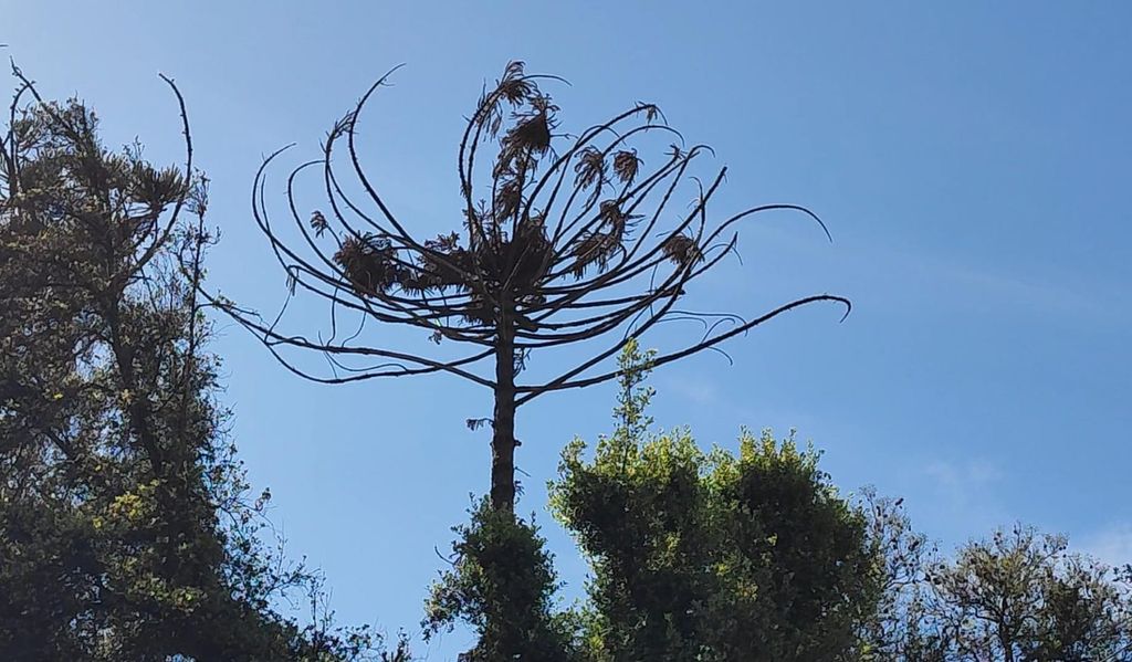 ARAUCARIA BRASILEÑA ARAUCARIA BRASILEÑA