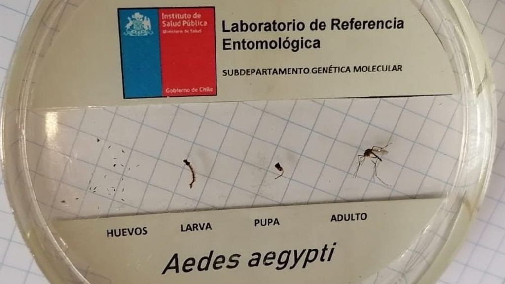 1HALLAN OTRO AEDES 1HALLAN OTRO AEDES