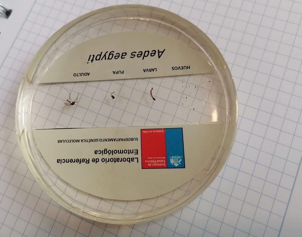 1ZANCUDO AEDES AEGYPTI 1ZANCUDO AEDES AEGYPTI