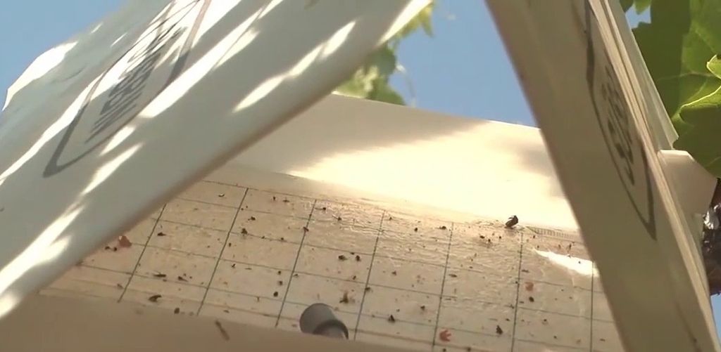 MOSCA DE LA FRUTA MOSCA DE LA FRUTA