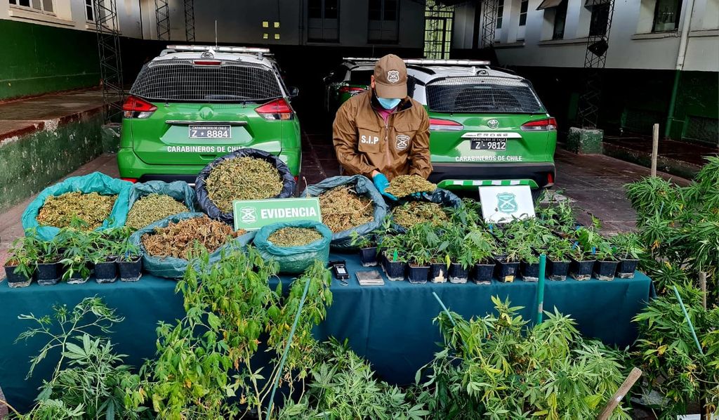 INCAUTACIÓN CANNABIS INCAUTACIÓN CANNABIS