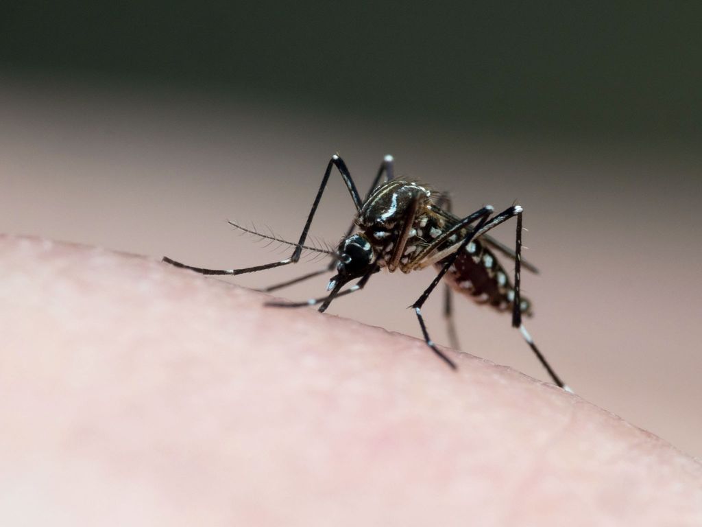 zancudos Aedes Aegypti