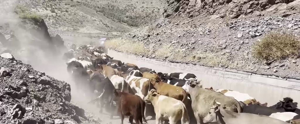 MIL CABEZAS DE GANADO MIL CABEZAS DE GANADO