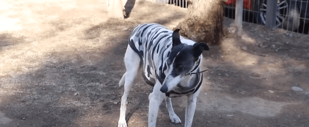 Veterinaria municipal hizo un llamado a toda la comunidad a la tenencia responsable de mascotas Veterinaria municipal hizo un llamado a toda la comunidad a la tenencia responsable de mascotas