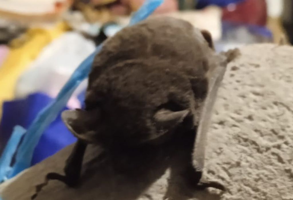 MURCIELAGO PORTALES MURCIELAGO PORTALES