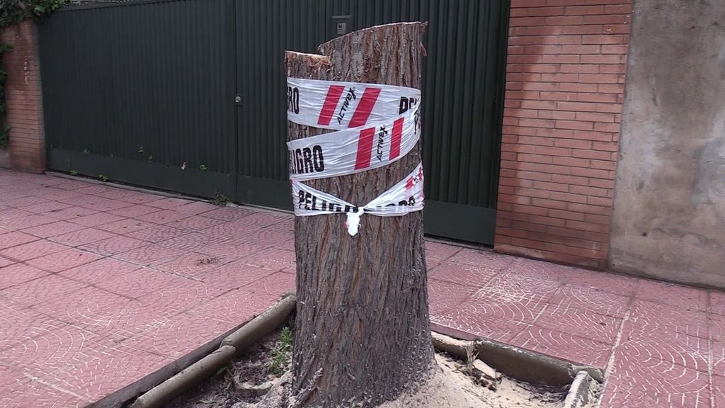 1TALA ARBOLES 1TALA ARBOLES
