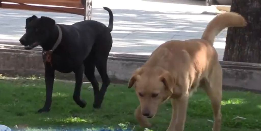 ESTERILIZACIONES ESTERILIZACIONES