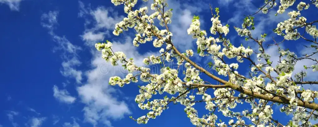 primavera primavera