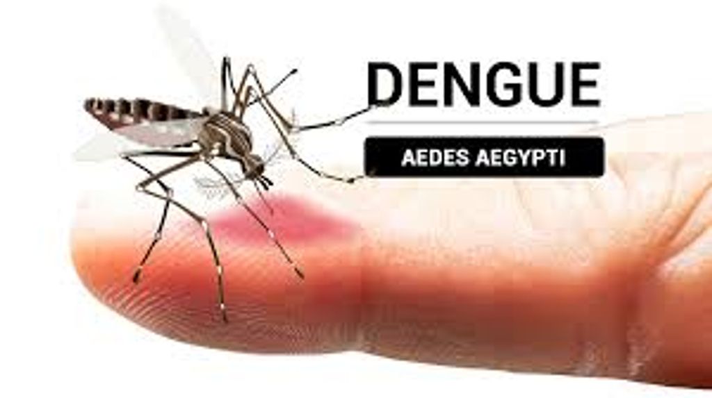 DENGUE DENGUE