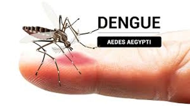 DENGUE DENGUE