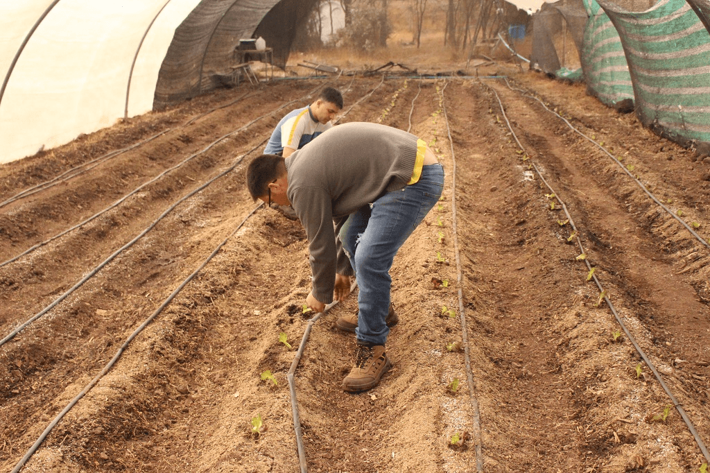 red global phillipe pinel red global phillipe pinel