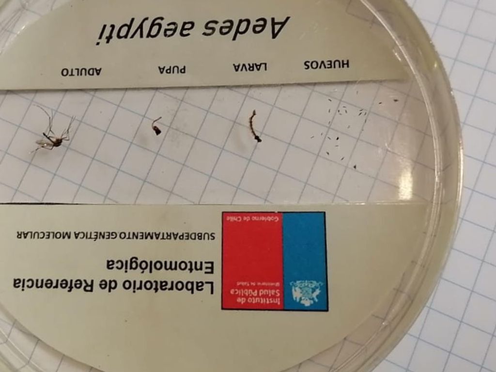 1ZANCUDO AEDES AEGYPTI 1ZANCUDO AEDES AEGYPTI