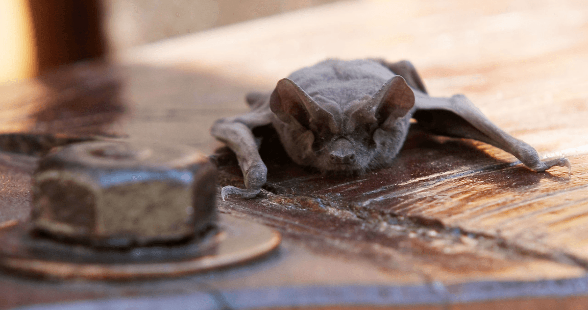 murcielago-rabia-valdivia-centro murcielago-rabia-valdivia-centro