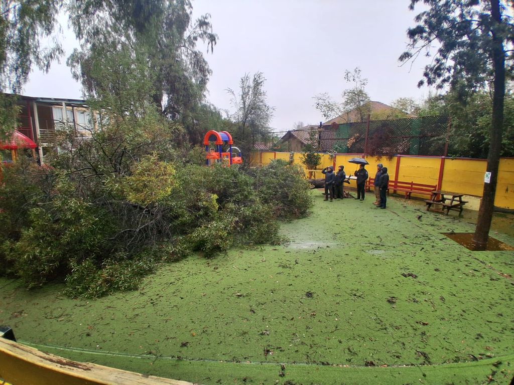 ÁRBOL COLEGIO ÁRBOL COLEGIO