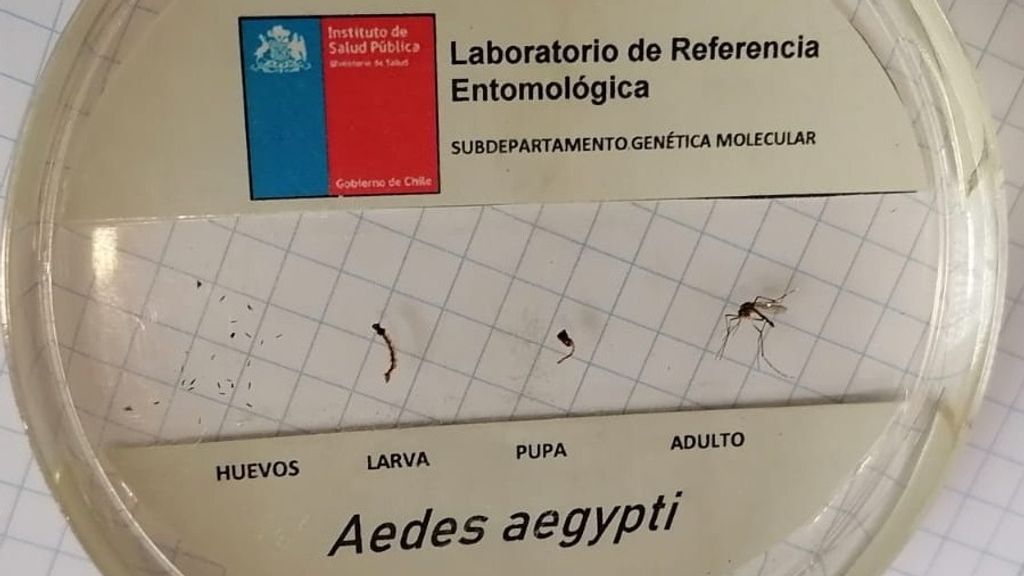 1HALLAN OTRO AEDES 1HALLAN OTRO AEDES