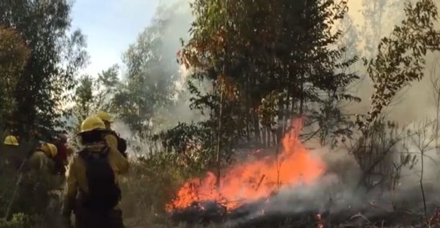 FORESTALES FORESTALES