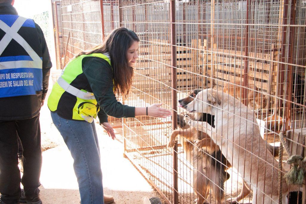 canil municipal canil municipal