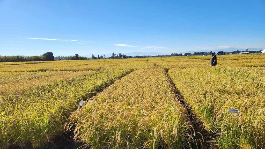 Implementan riego en cultivos de arroz como alternativa al sistema de inundación tradicional Implementan riego en cultivos de arroz como alternativa al sistema de inundación tradicional