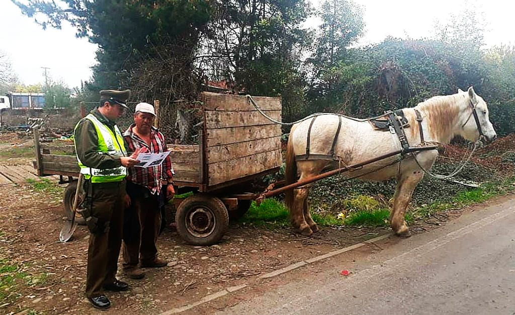 Carabineros advierten sobre el delito del robo de ganado Carabineros advierten sobre el delito del robo de ganado
