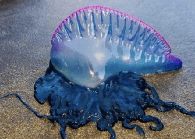 Fragata Portuguesa Fragata Portuguesa