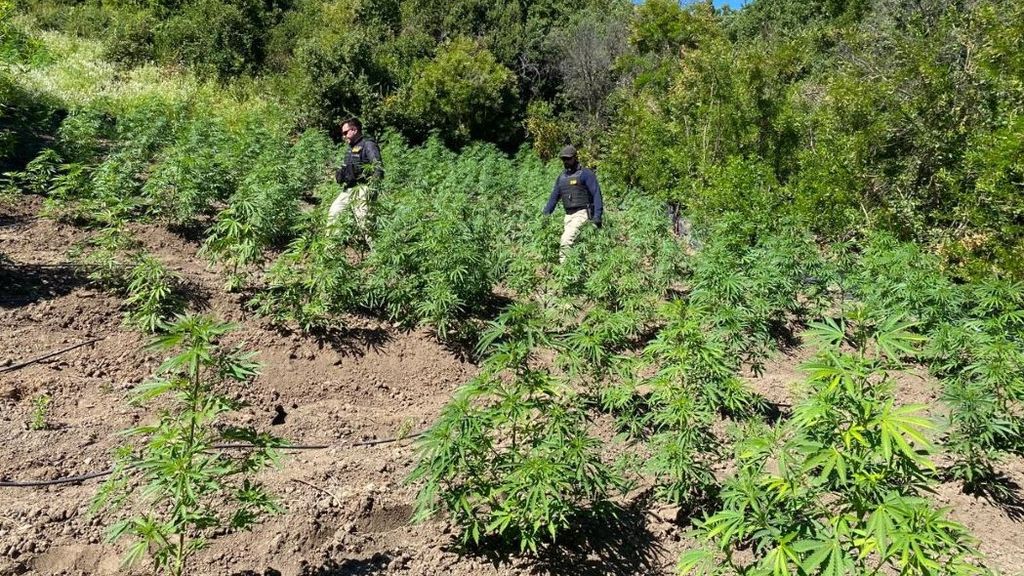 PDI: Plan cannabis permitió incautar 9 mil plantas en la Región del Maule PDI: Plan cannabis permitió incautar 9 mil plantas en la Región del Maule