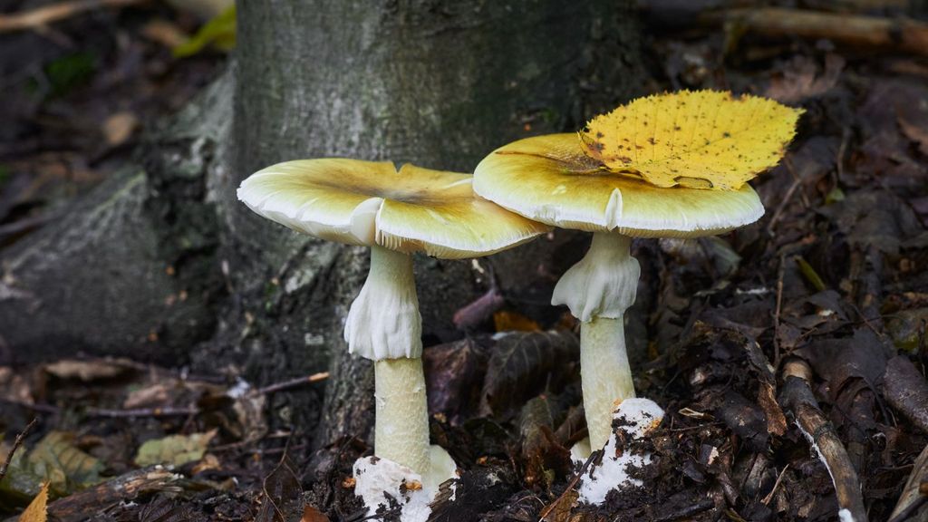 Descubren que los hongos podrían ser claves para la lucha contra el cambio climático Descubren que los hongos podrían ser claves para la lucha contra el cambio climático