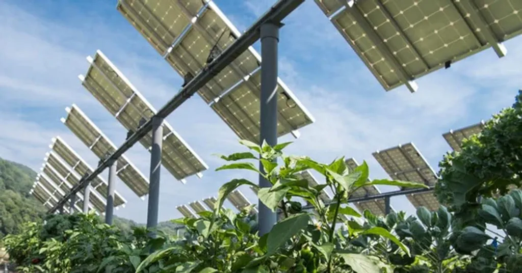 agricultura-con-paneles-solares agricultura-con-paneles-solares