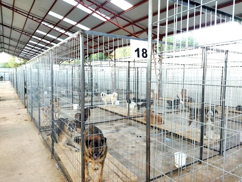 canil municipal canil municipal