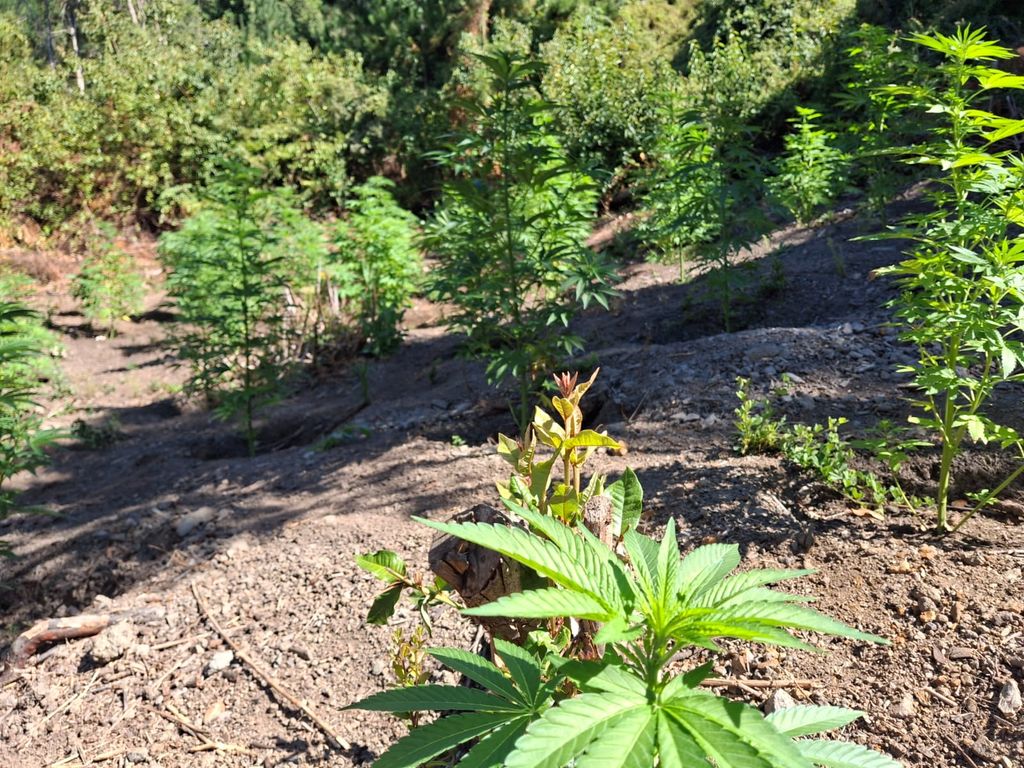 Marihuana Marihuana