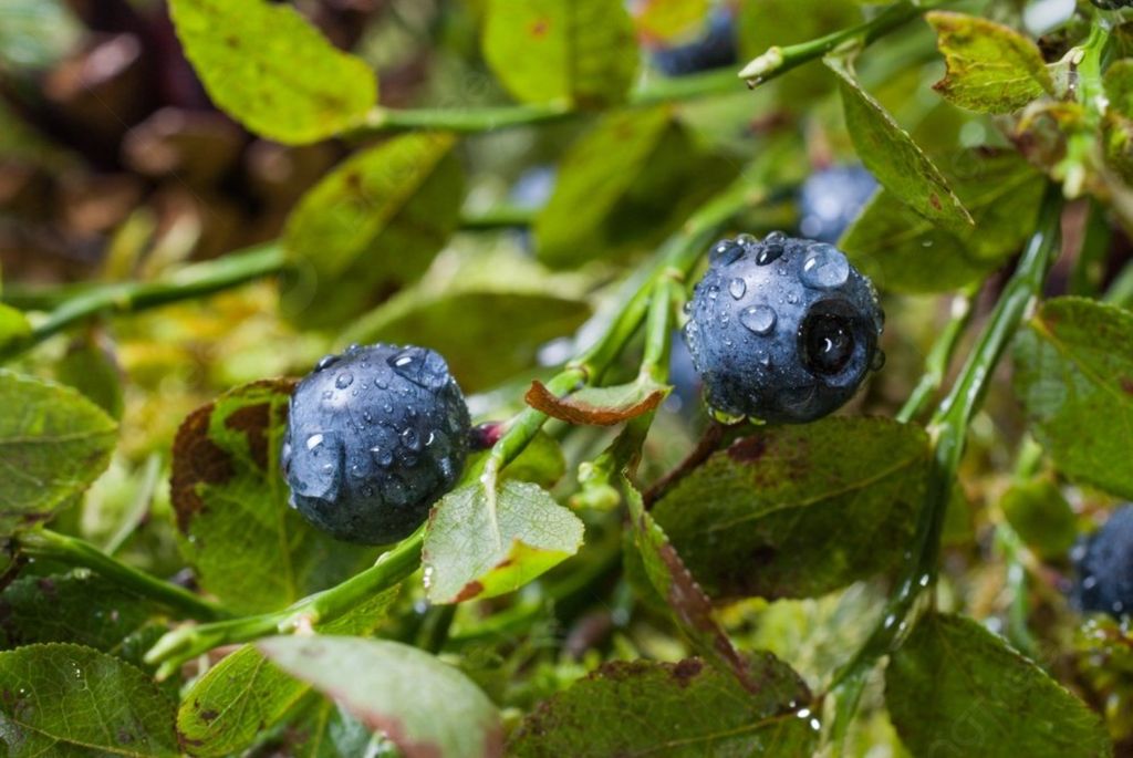 Fedefruta advierte a productores a accionar medidas para evitar daños por las lluvias Fedefruta advierte a productores a accionar medidas para evitar daños por las lluvias