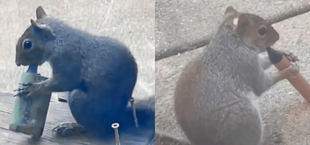 Ardillas "vapeadoras" Ardillas "vapeadoras"