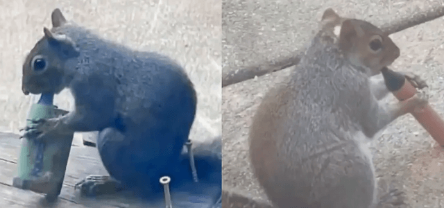 Ardillas "vapeadoras" Ardillas "vapeadoras"