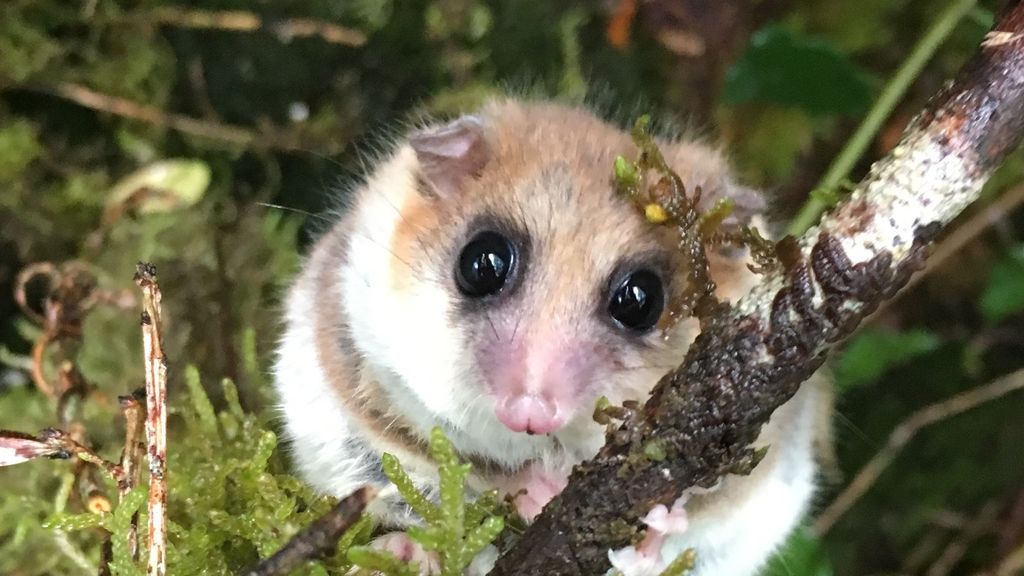 Investigación chilena analiza cómo el cambio climático podría afectar la hibernación del monito del monte Investigación chilena analiza cómo el cambio climático podría afectar la hibernación del monito del monte