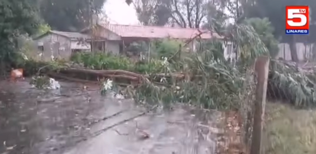 Cae árbol en tormenta