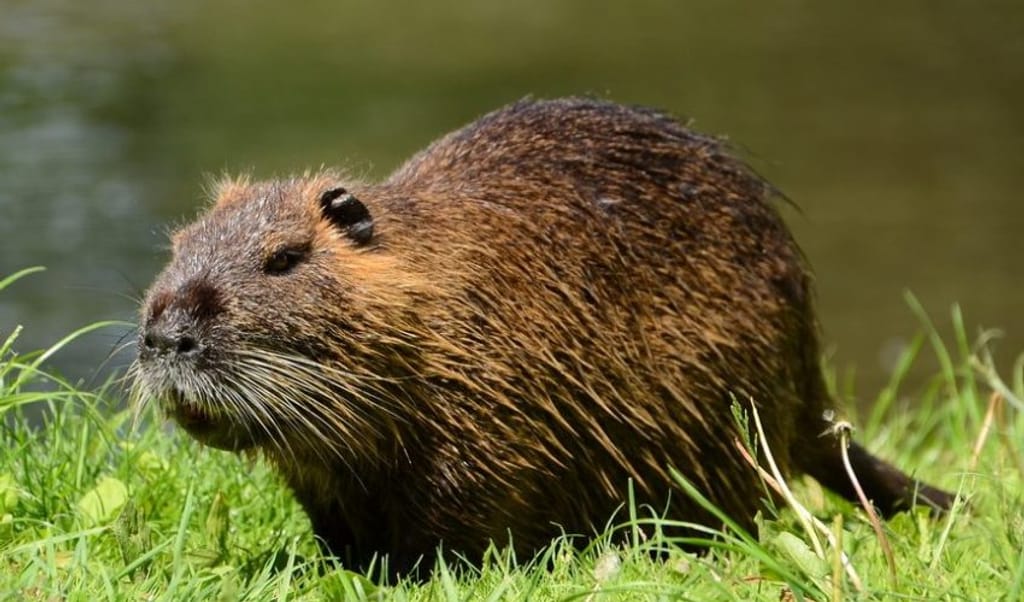 Fauna Silvestre Fauna Silvestre