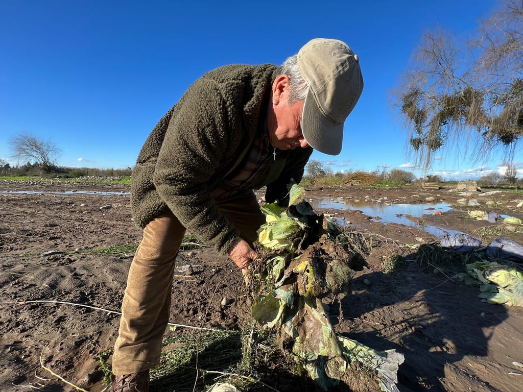 damnificados maule damnificados maule