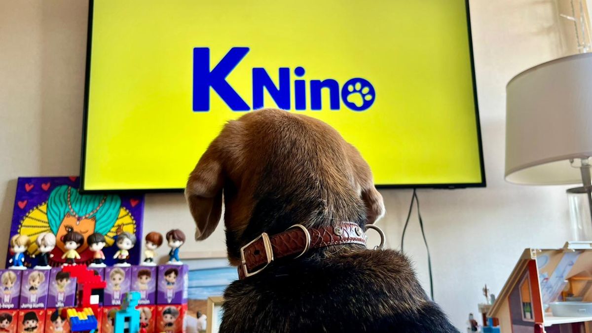 KNino_perrita viendo KNino KNino_perrita viendo KNino