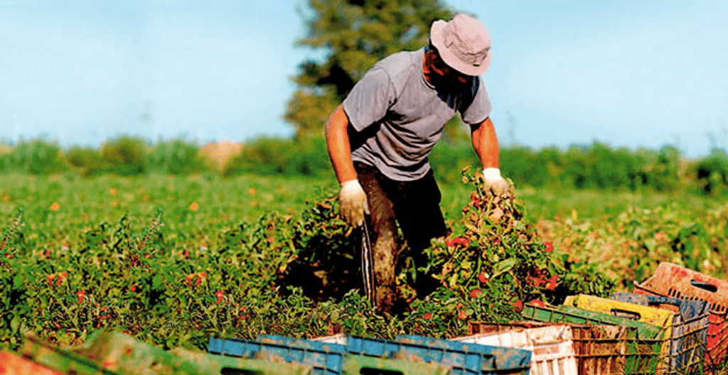 Presidente Coloma y Diputado Benavente se reunirán con agricultores del Maule Presidente Coloma y Diputado Benavente se reunirán con agricultores del Maule