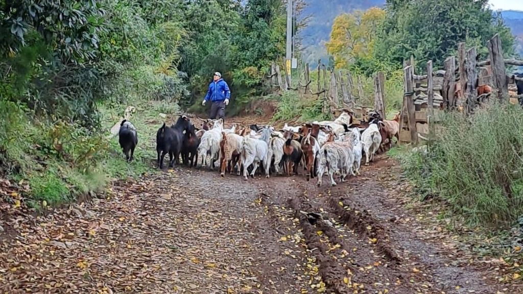 Operativo ganadero municipal en Longaví beneficia a más de 300 agricultores Operativo ganadero municipal en Longaví beneficia a más de 300 agricultores