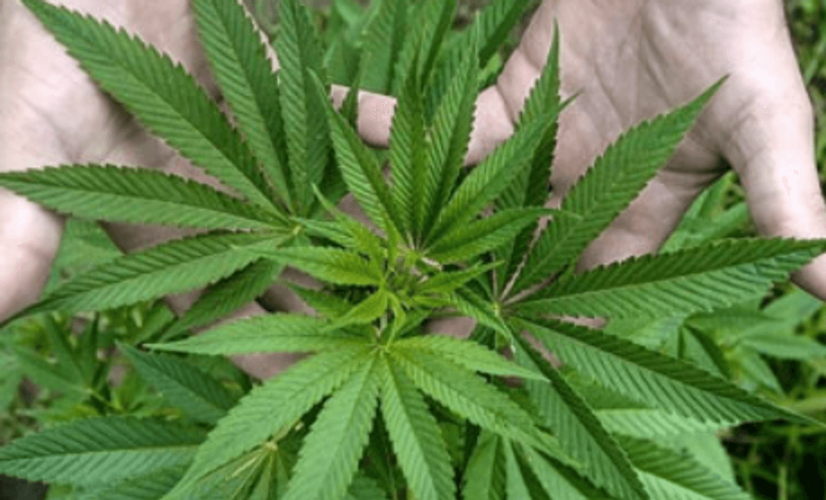 Imagen de referencia Imagen de referencia