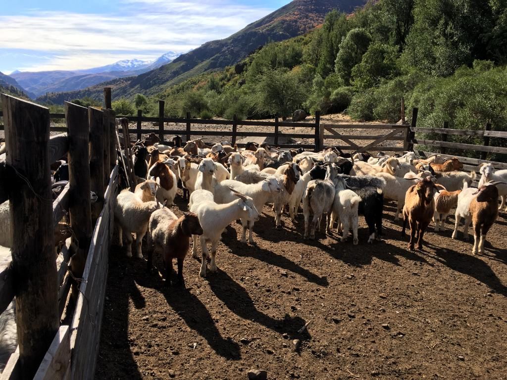 Sag veranadas 2024-10-21 at 18 Sag veranadas 2024-10-21 at 18