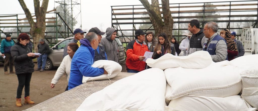 Agricultores No INDAP reciben alimentos para ganado Agricultores No INDAP reciben alimentos para ganado