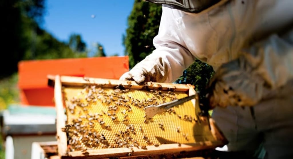 SAG y ODEPA inician consulta ciudadana para normativa de Ley Apícola SAG y ODEPA inician consulta ciudadana para normativa de Ley Apícola