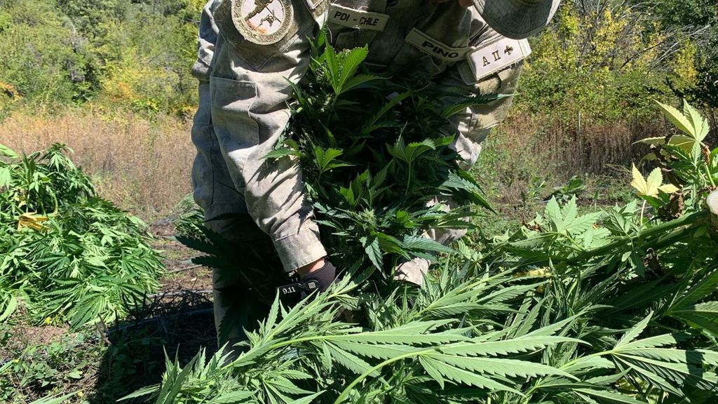 Operativo de la PDI desarticula millonario cultivo de cannabis en Linares Operativo de la PDI desarticula millonario cultivo de cannabis en Linares