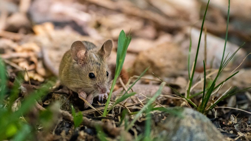 Seremi de Salud inicia una campaña de prevención del Virus Hanta Seremi de Salud inicia una campaña de prevención del Virus Hanta