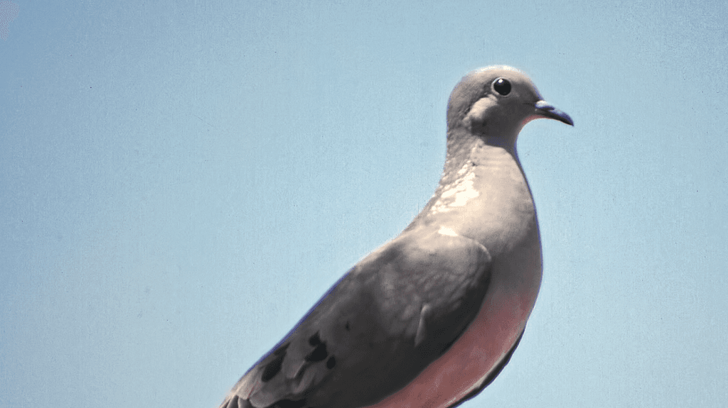 SAG prohíbe la caza de tórtolas por esta temporada SAG prohíbe la caza de tórtolas por esta temporada